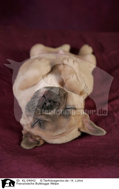 Franzsische Bulldogge Welpe / KL-04642