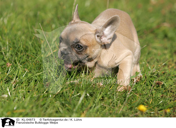 Franzsische Bulldogge Welpe / KL-04873