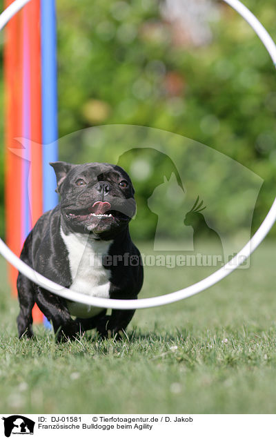 Franzsische Bulldogge beim Agility / French Bulldog at agility / DJ-01581