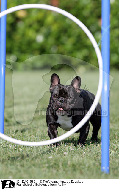 Franzsische Bulldogge beim Agility / French Bulldog at agility / DJ-01582