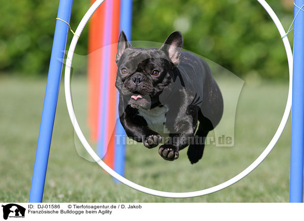 Franzsische Bulldogge beim Agility / French Bulldog at agility / DJ-01586