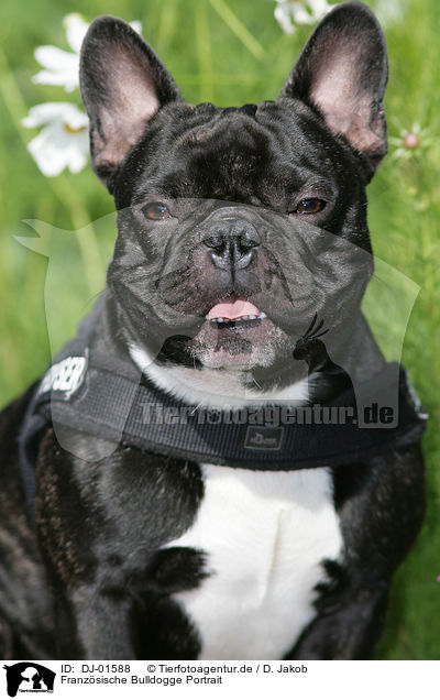 Franzsische Bulldogge Portrait / French Bulldog Portrait / DJ-01588