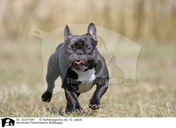 rennende Franzsische Bulldogge / running French Bulldog / DJ-01591
