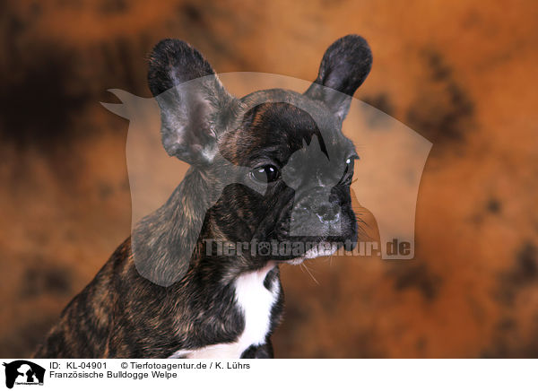 Franzsische Bulldogge Welpe / French Bulldog Puppy / KL-04901
