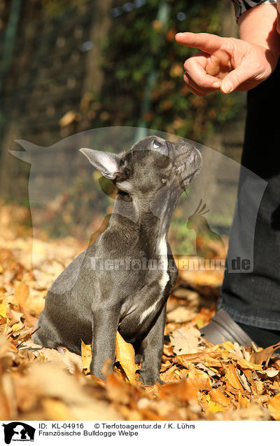 Franzsische Bulldogge Welpe / French Bulldog Puppy / KL-04916