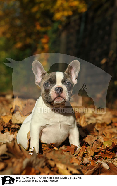 Franzsische Bulldogge Welpe / French Bulldog Puppy / KL-04918