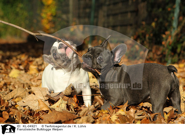 Franzsische Bulldogge Welpen / French Bulldog Puppies / KL-04921