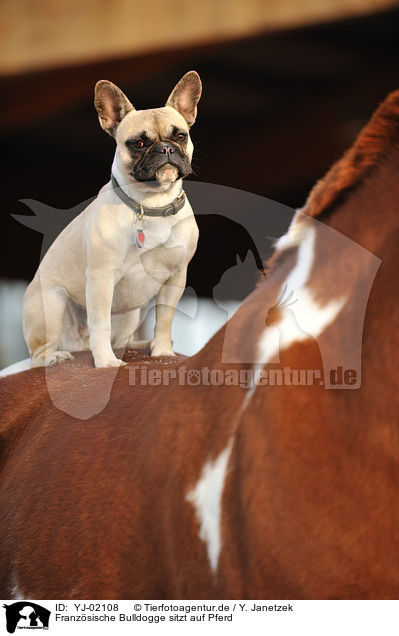 Franzsische Bulldogge sitzt auf Pferd / YJ-02108