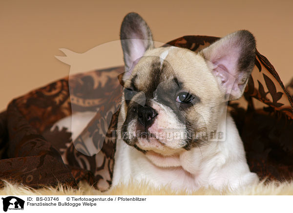 Franzsische Bulldogge Welpe / French Bulldog Puppy / BS-03746
