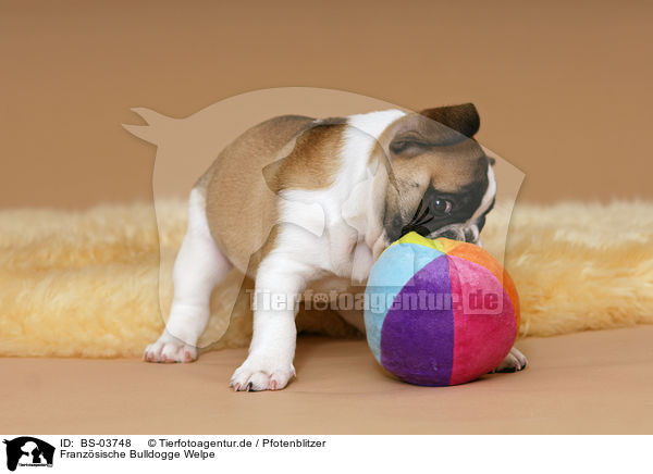 Franzsische Bulldogge Welpe / French Bulldog Puppy / BS-03748