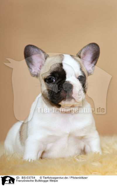 Franzsische Bulldogge Welpe / French Bulldog Puppy / BS-03754