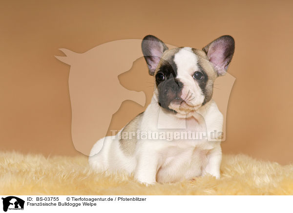 Franzsische Bulldogge Welpe / French Bulldog Puppy / BS-03755