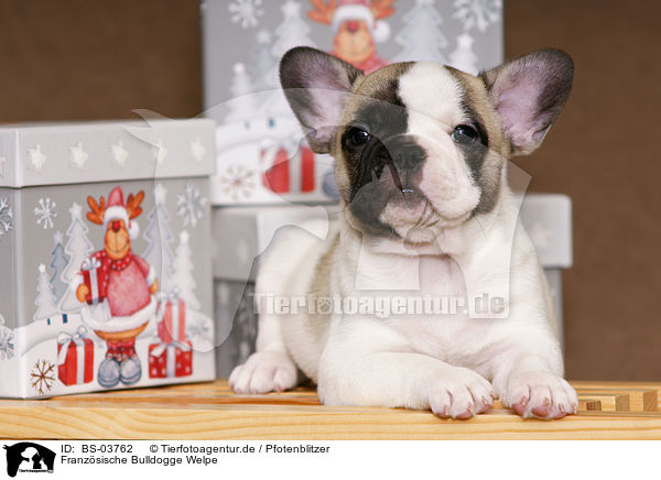 Franzsische Bulldogge Welpe / French Bulldog Puppy / BS-03762