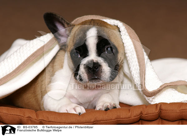 Franzsische Bulldogge Welpe / French Bulldog Puppy / BS-03785
