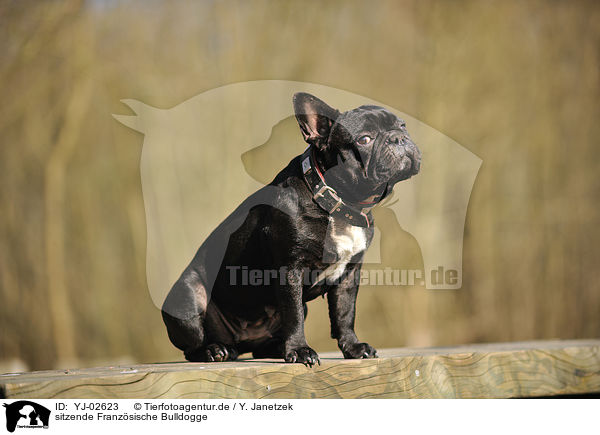 sitzende Franzsische Bulldogge / sitting French Bulldog / YJ-02623