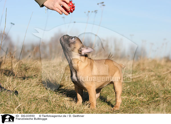 Franzsische Bulldogge / French Bulldog / DG-03550