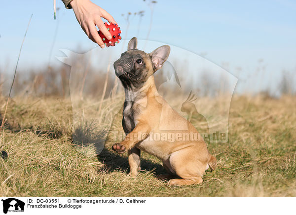 Franzsische Bulldogge / French Bulldog / DG-03551