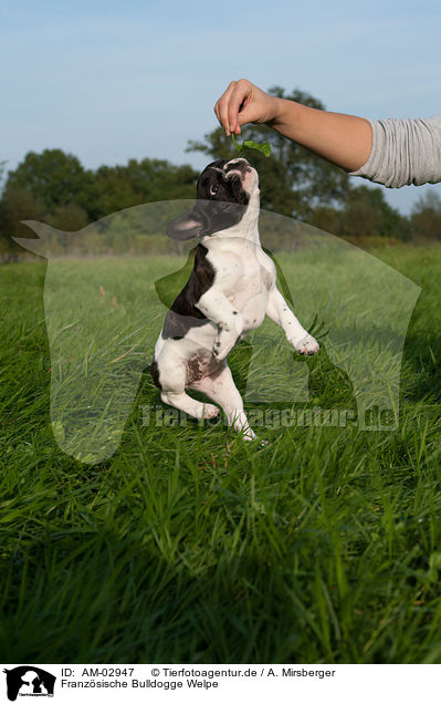 Franzsische Bulldogge Welpe / French Bulldog Puppy / AM-02947