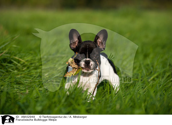 Franzsische Bulldogge Welpe / French Bulldog Puppy / AM-02948