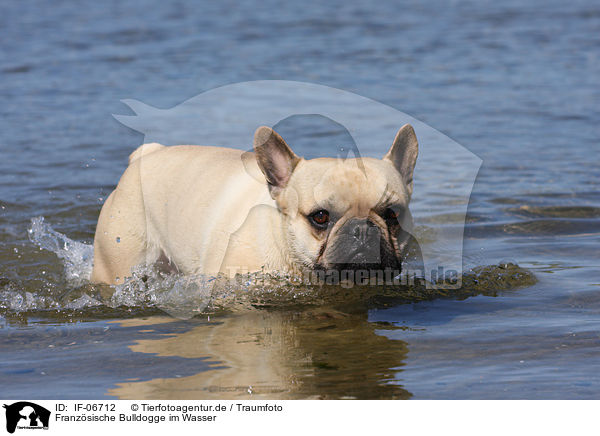 Franzsische Bulldogge im Wasser / French Bulldog in water / IF-06712