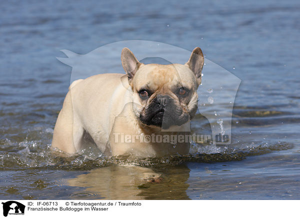 Franzsische Bulldogge im Wasser / French Bulldog in water / IF-06713