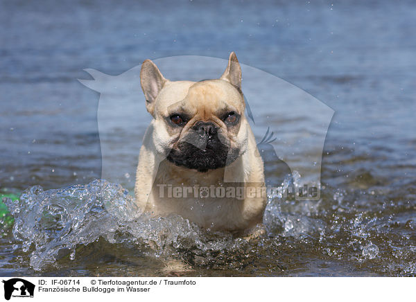 Franzsische Bulldogge im Wasser / French Bulldog in water / IF-06714
