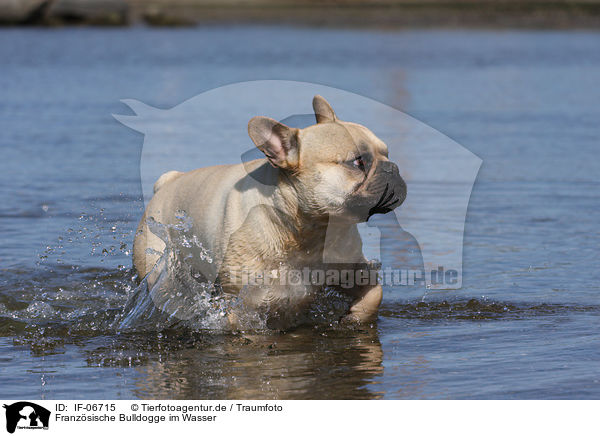 Franzsische Bulldogge im Wasser / French Bulldog in water / IF-06715