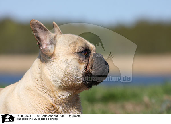 Franzsische Bulldogge Portrait / French Bulldog Portrait / IF-06717