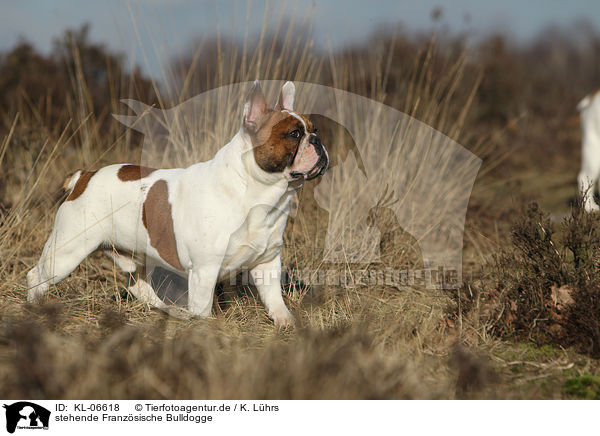 stehende Franzsische Bulldogge / standing French Bulldog / KL-06618