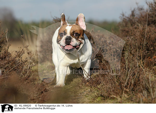 stehende Franzsische Bulldogge / standing French Bulldog / KL-06620