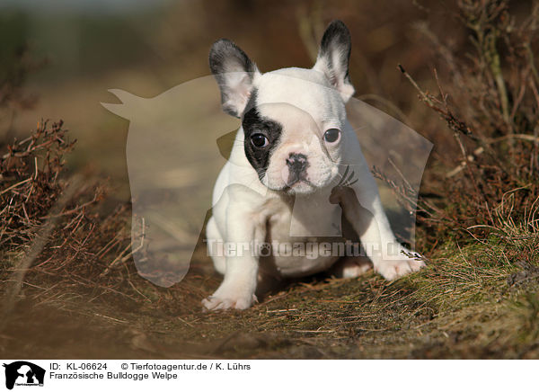 Franzsische Bulldogge Welpe / KL-06624