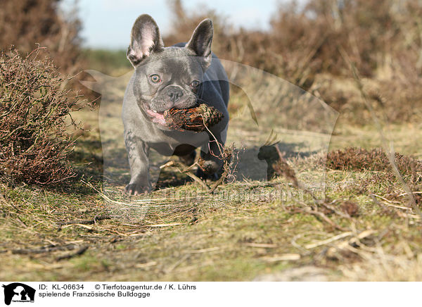 spielende Franzsische Bulldogge / playing French Bulldog / KL-06634