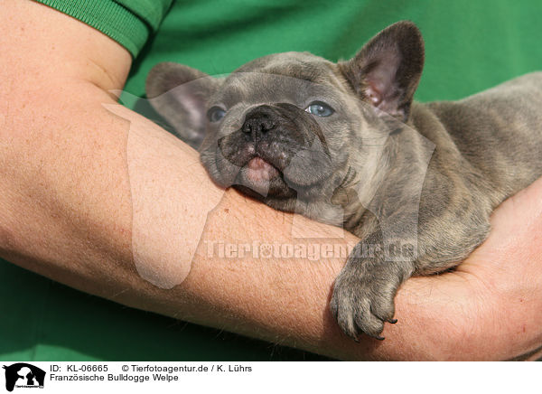 Franzsische Bulldogge Welpe / French Bulldog Puppy / KL-06665