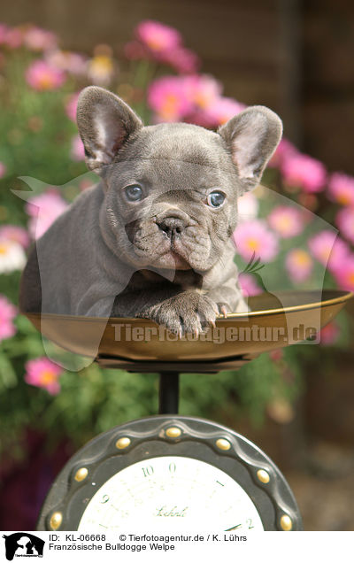 Franzsische Bulldogge Welpe / French Bulldog Puppy / KL-06668