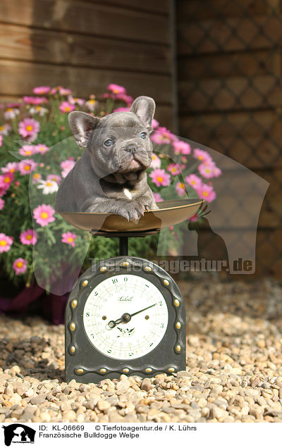 Franzsische Bulldogge Welpe / French Bulldog Puppy / KL-06669