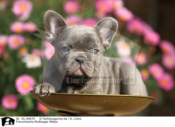 Franzsische Bulldogge Welpe / French Bulldog Puppy / KL-06670