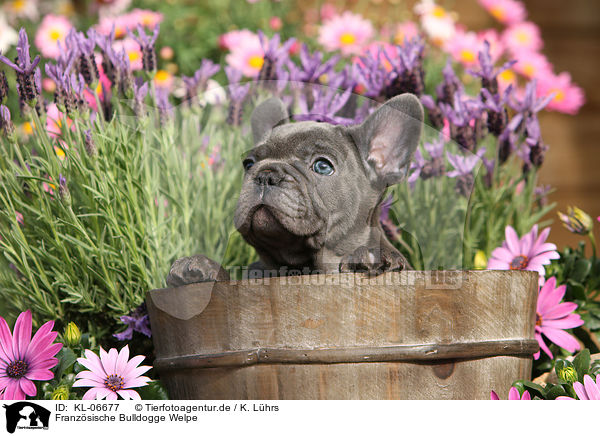 Franzsische Bulldogge Welpe / French Bulldog Puppy / KL-06677
