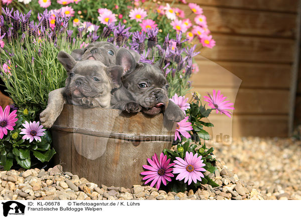 Franz�sische Bulldogge Welpen / French Bulldog Puppies / KL-06678