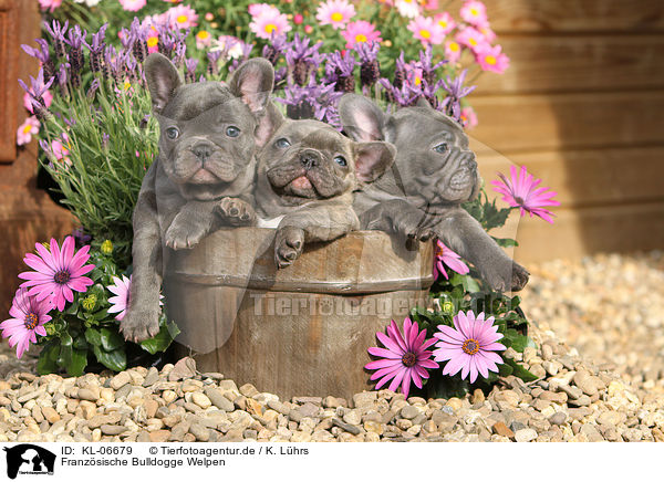 Franz�sische Bulldogge Welpen / KL-06679