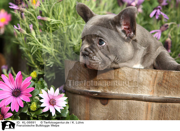 Franzsische Bulldogge Welpe / French Bulldog Puppy / KL-06691