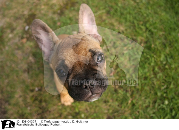 Franzsische Bulldogge Portrait / DG-04307