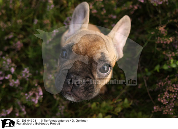 Franzsische Bulldogge Portrait / DG-04308