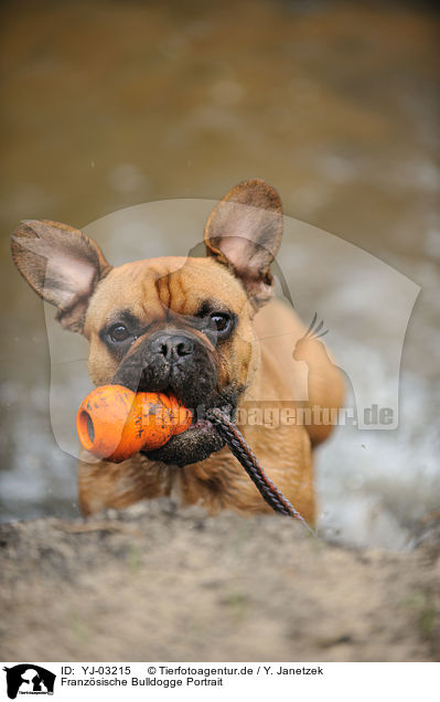 Franzsische Bulldogge Portrait / YJ-03215