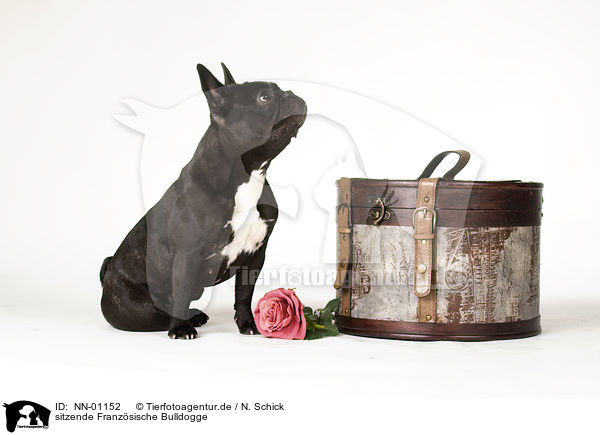 sitzende Franzsische Bulldogge / sitting French Bulldog / NN-01152