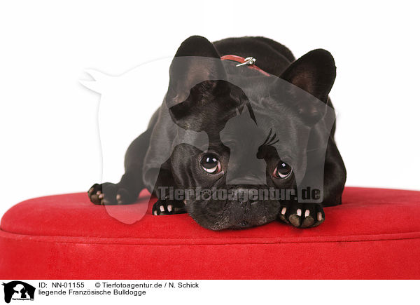 liegende Franzsische Bulldogge / lying French Bulldog / NN-01155
