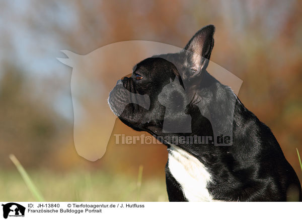 Franzsische Bulldogge Portrait / French Bulldog Portrait / JH-13840