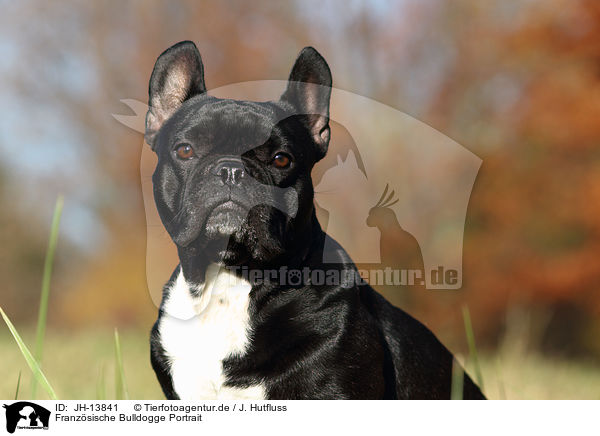 Franzsische Bulldogge Portrait / French Bulldog Portrait / JH-13841