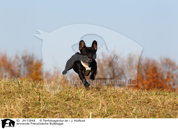 rennende Franzsische Bulldogge / running French Bulldog / JH-13848