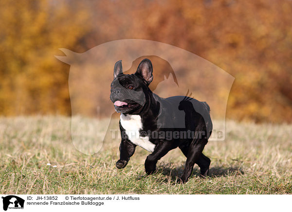 rennende Franzsische Bulldogge / running French Bulldog / JH-13852