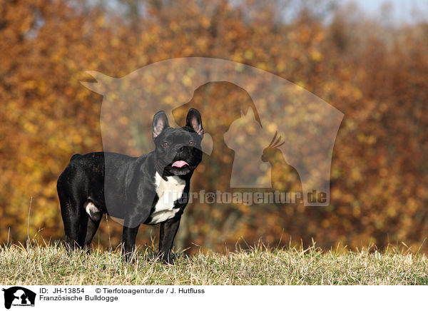 Franzsische Bulldogge / French Bulldog / JH-13854